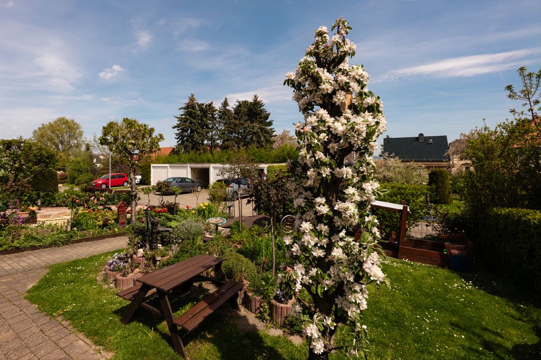 Blühender Apfelbaum im Garten, daneben ein Picknicktisch auf der Wiese